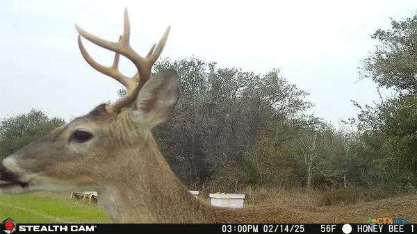 000 County Road 18, Hallettsville, TX 77964