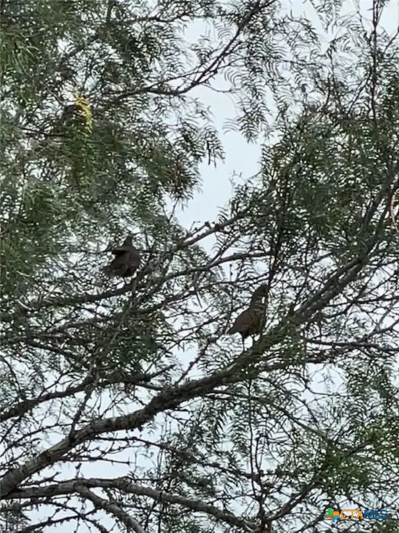 0 Tr 123 Triple T-bar-l Rch, Freer, TX 78341 - Image #3