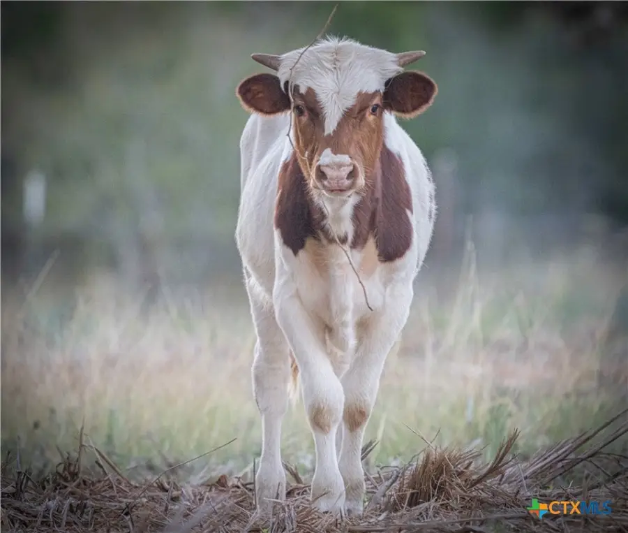 905 Hugo Road, San Marcos, TX 78666 - Image #3