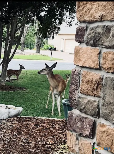 503 Dawson Trail, Georgetown, TX 78633 - Image #3