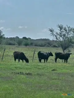 000 County Road 18 61.46 Acres Tract 2 & 3, Hallettsville, TX 77964 - #1