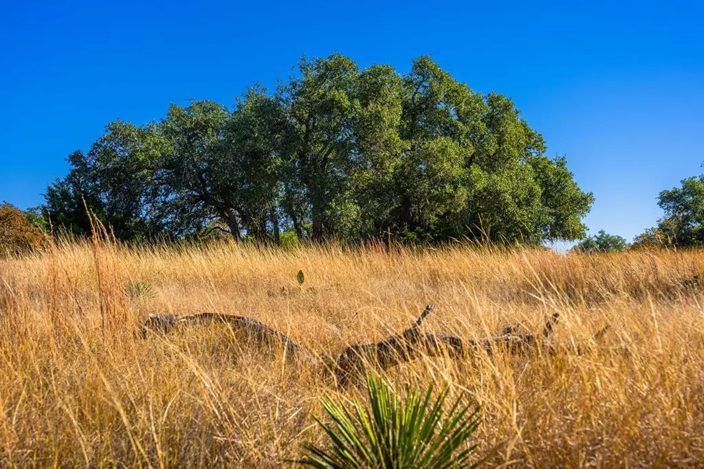 1357 Legacy Oaks Dr, Harper, TX 78631 - Image #1