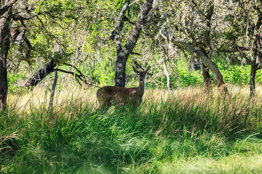 315 Rieger Rd, Harper, TX 78631 - Image #3