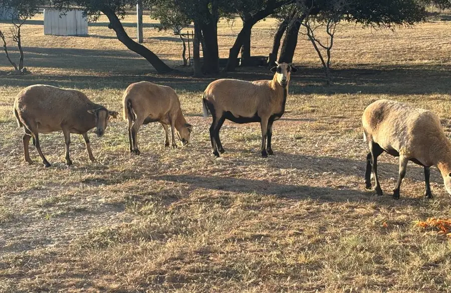 25525 Ranch Rd 2323, Fredericksburg, TX 78624 - Image #3