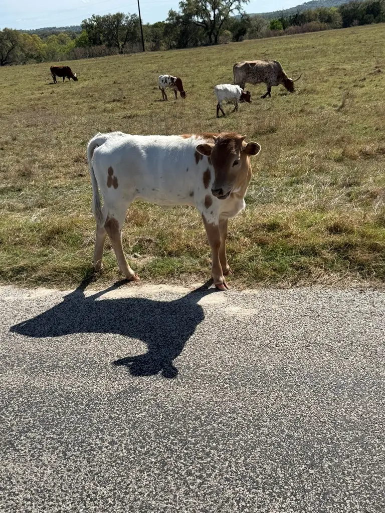 L28 Lipan Apache Run, Blanco, TX 78606 - #3