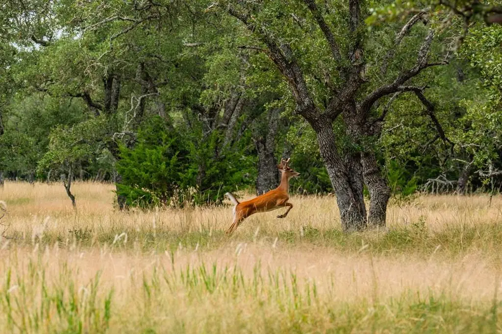 Lot 33 Nott Branch Rd, Harper, TX 78631 - #1