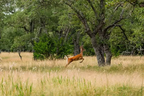 Lot 33 Nott Branch Rd, Harper, TX 78631