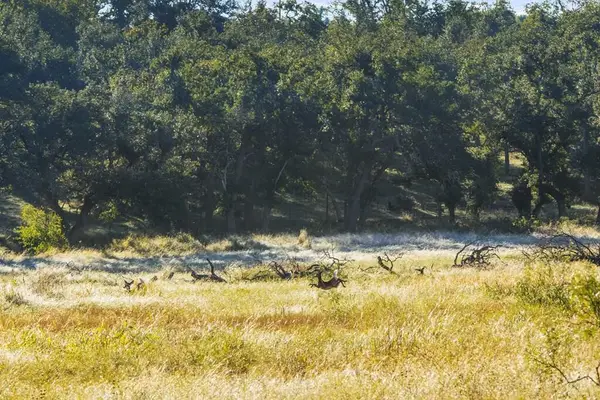 307 Gold-schaefer Rd, Fredericksburg, TX 78624