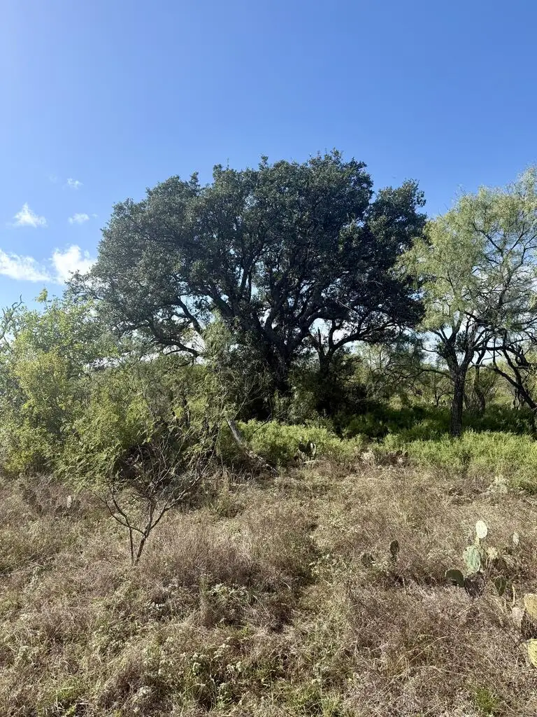1981 Kothman Rd, Mason, TX 76856 - #1