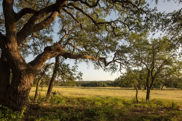 2427 Prochnow Road, Dripping Springs, TX 78620