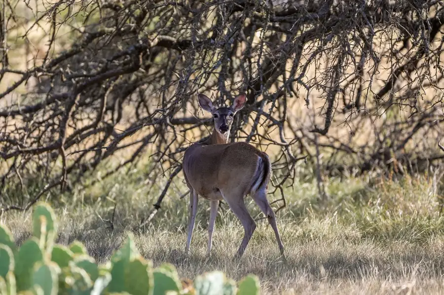 1093 Allen Hagel Dr, Harper, TX 78631 - #3