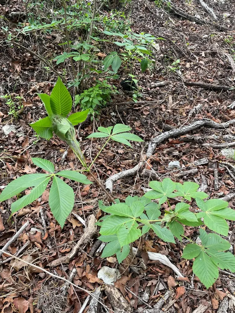 545 N Settlers Way, Comfort, TX 78013 - Image #2