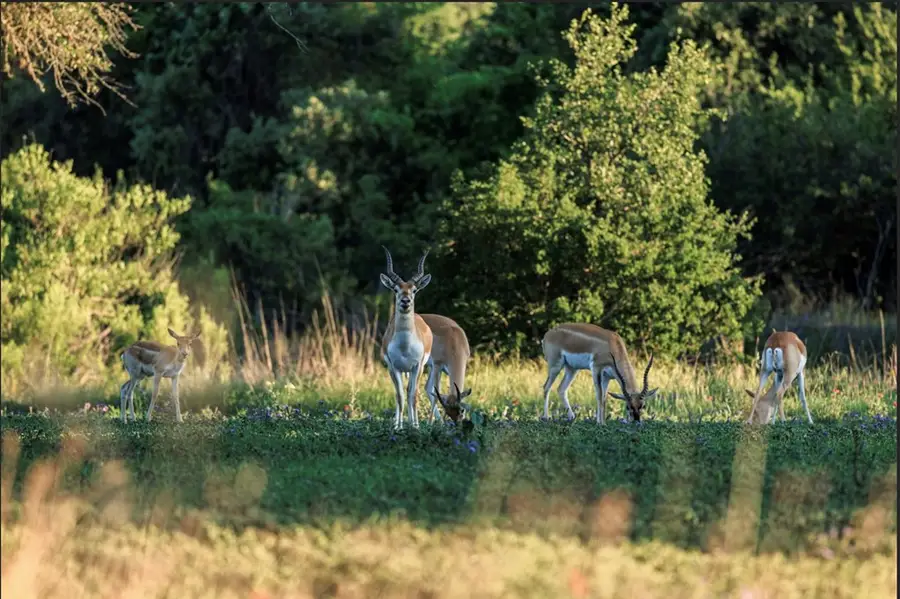 LOT 64 Ranch Rd 1323, Johnson City, TX 78636 - Image #2