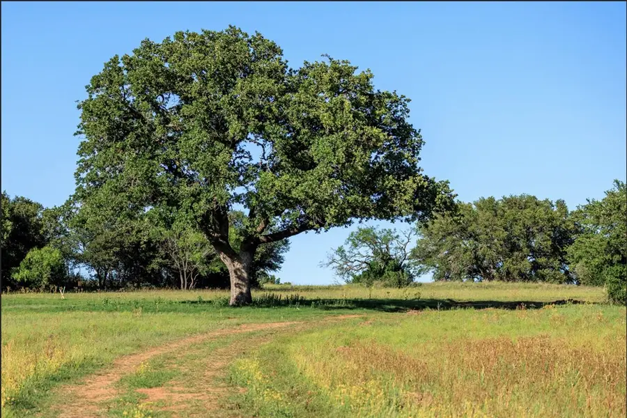 488 Ranch Rd 1323, Johnson City, TX 78636 - Image #3