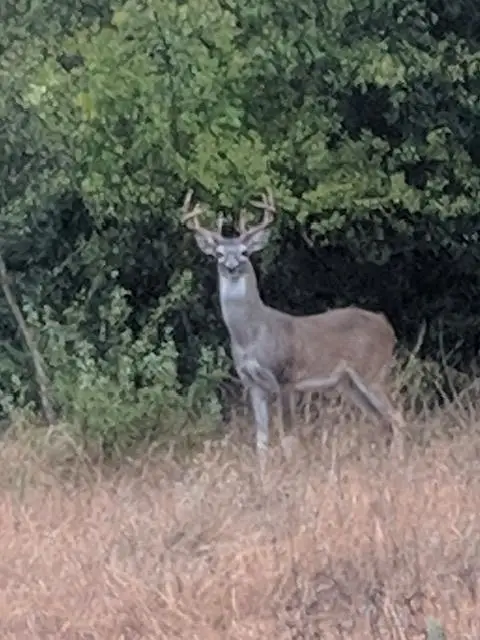 289 Engel Ranch Rd, Blanco, TX 78606 - #2