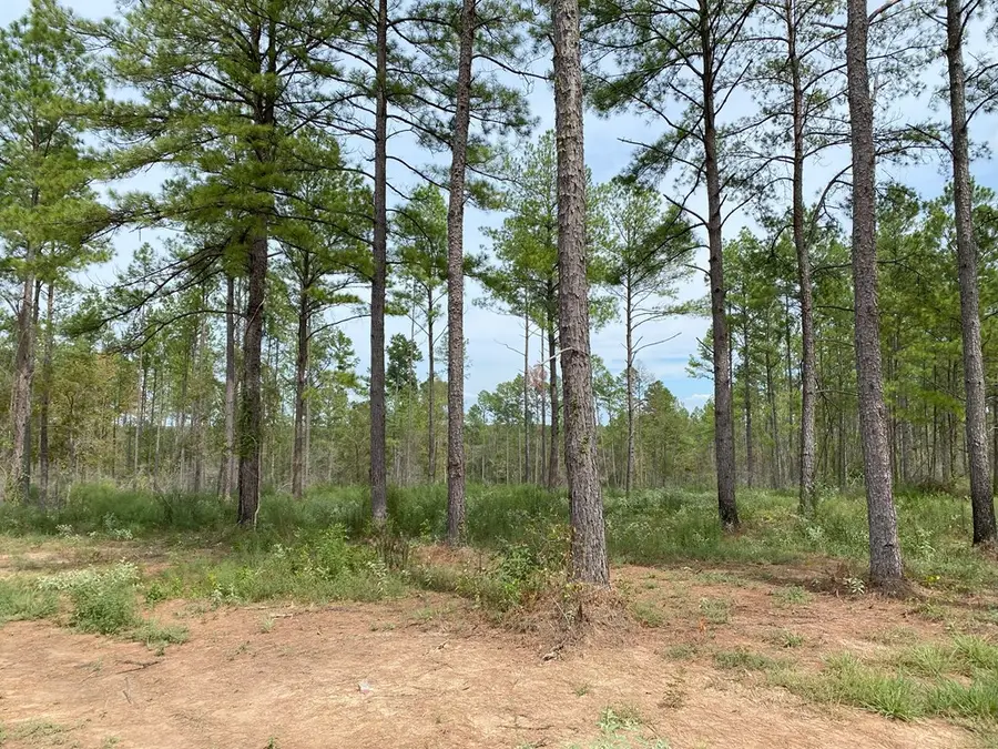 1185 Lot 5 Fm 844, Huntington, TX 75949 - Image #2