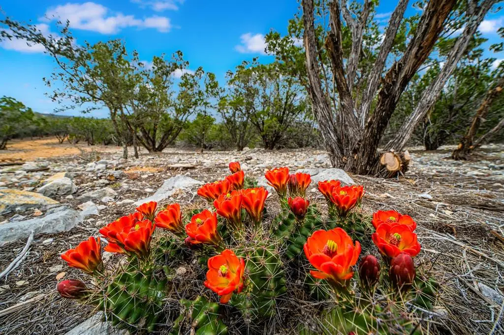 Tract 14 Thrill Hill Rd, Harper, TX 78631 - Image #1