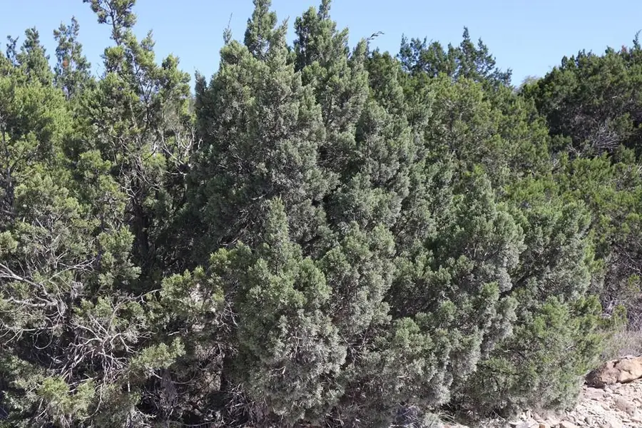 Lot 70 Golf Dr, Spring Branch, TX 78070 - #2