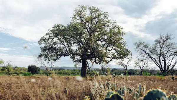 TBD Shadow Vine W Us Hwy 290, Johnson City, TX 78636