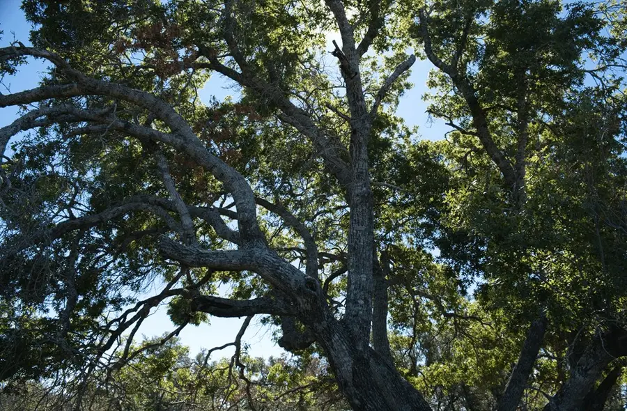 2225 Schumann Rd, Stonewall, TX 78671 - Image #2