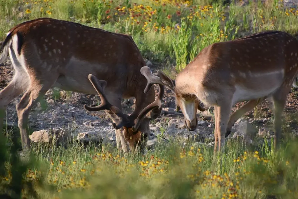 1755 County Rd 152, Brady, TX 76825 - Image #1