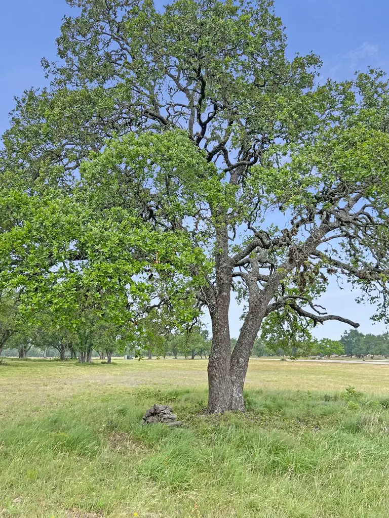 961 Thriving Oak Dr., Fredericksburg, TX 78624 - Image #2