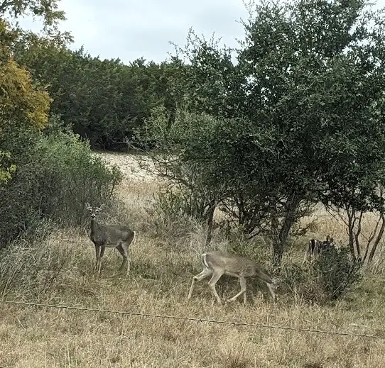 998 Pfiester Rd, Fredericksburg, TX 78624 - Image #2