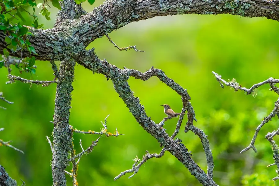 0 Jung Rd, Harper, TX 78631 - Image #3