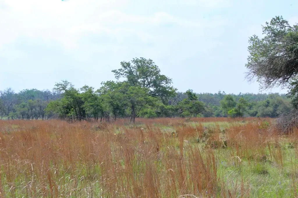 131 Lipan Loop, Harper, TX 78631 - #1