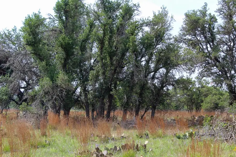 131 Lipan Loop, Harper, TX 78631 - #2