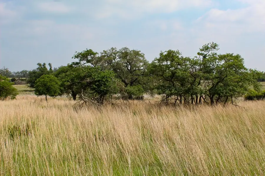 137 Lipan Loop, Harper, TX 78631 - #3