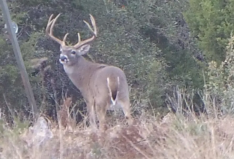 870 Rocky Top Rd, Hunt, TX 78024 - Image #3