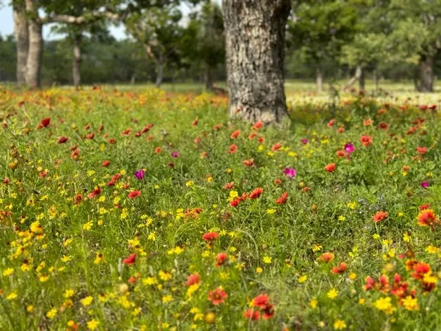 520 Isaacs Mountain Rd, Willow City, TX 78675 - Image #2