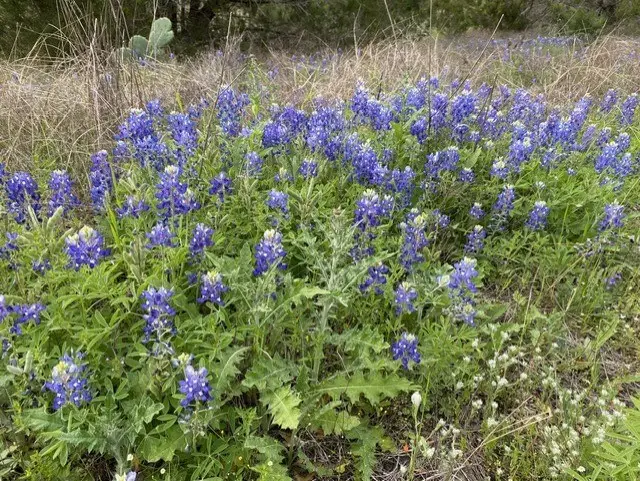 1365 Pedernales Hills Dr, Johnson City, TX 78636 - Image #3