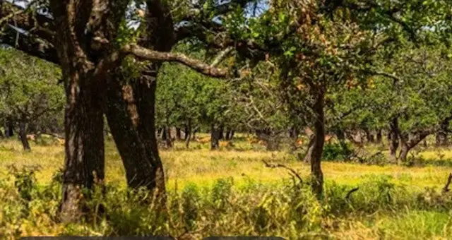 Tract 15 Legacy Oaks Dr, Harper, TX 78624 - Image #2