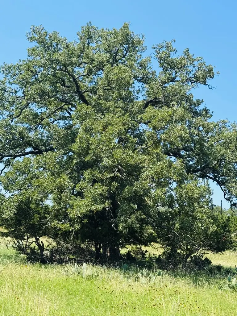 TBD Grape Creek Rd, Fredericksburg, TX 78624 - Image #3