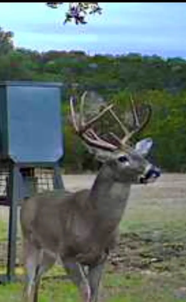 180 Bee Hive Rd, Hunt, TX 78024 - Image #2