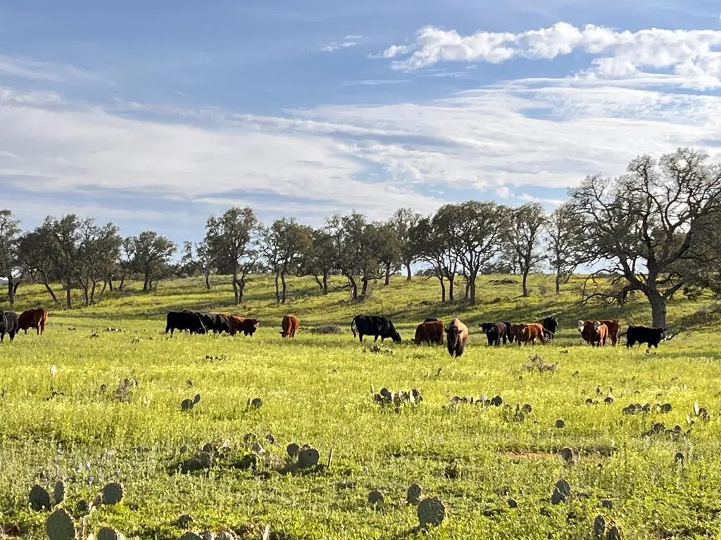 300 Private Road 626, Voca, TX 76887 - Image #1