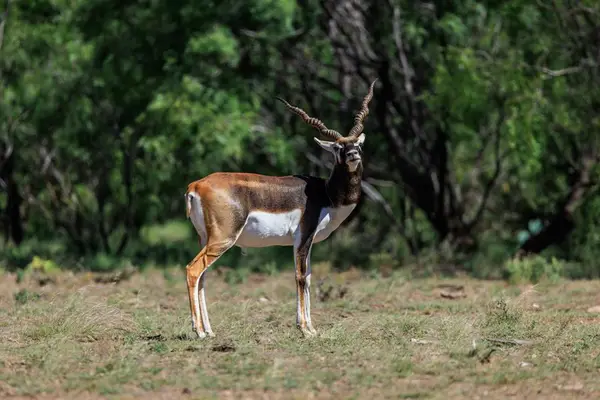 16251 Door Key Rd, Christoval, TX 76935