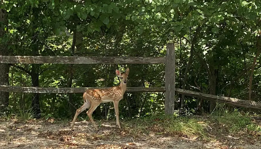 304 E Highway St, Fredericksburg, TX 78624 - Image #3