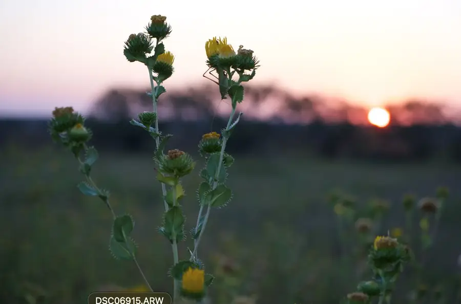 2035 County Rd 4483, Rochelle, TX 76872 - Image #3