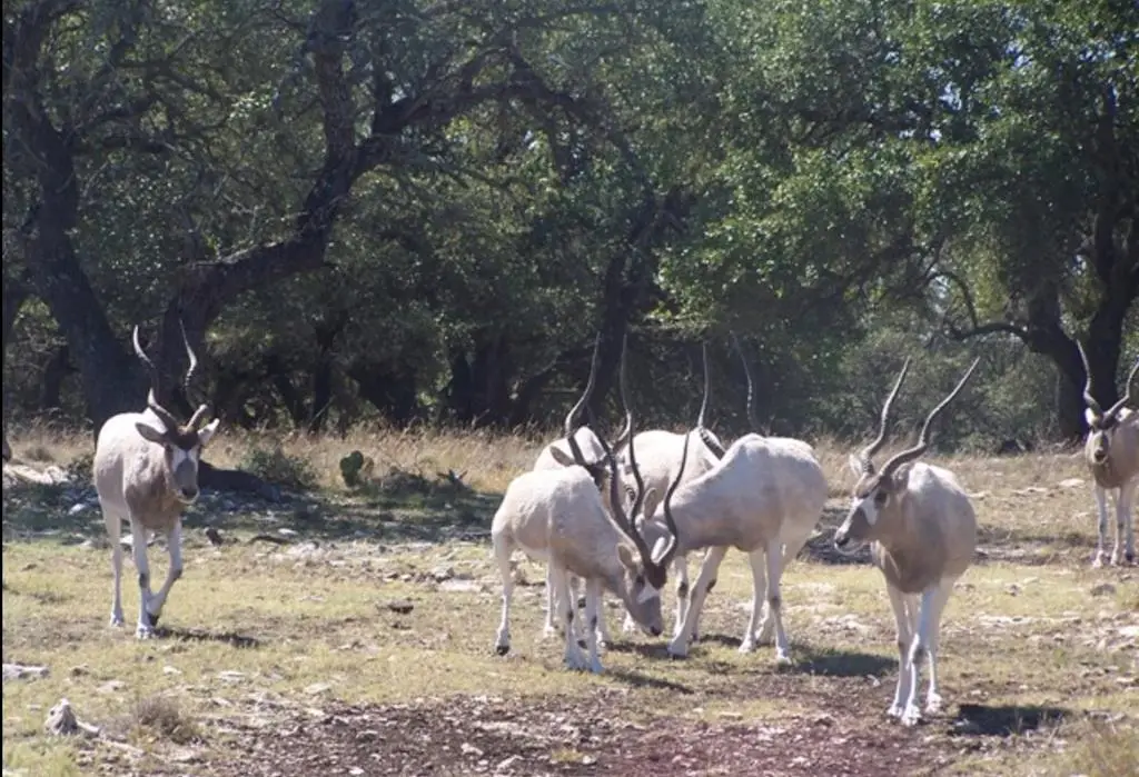 00 Hwy 41, Rocksprings, TX 78880 - Image #1