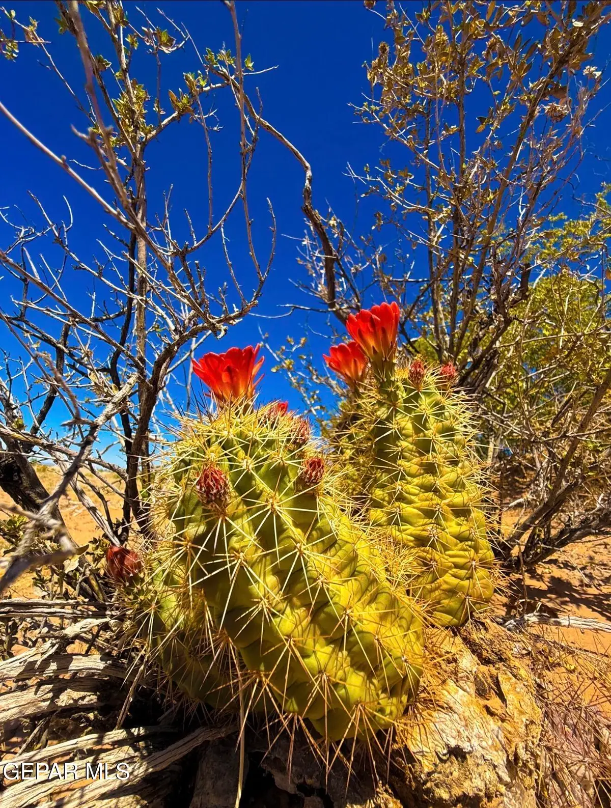 5201 Tamara Drive, El Paso, TX 79938 - #1