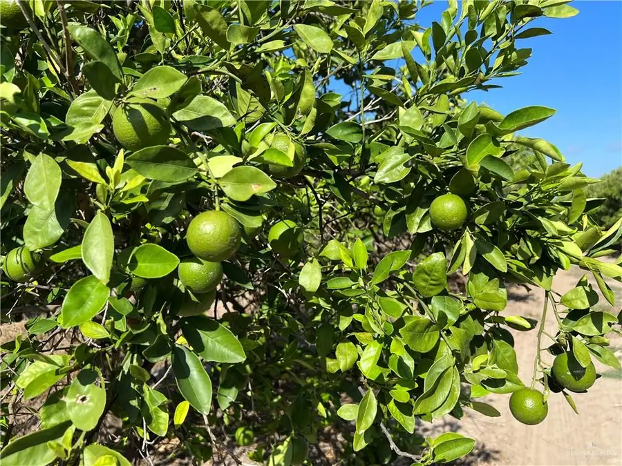 10.75 Mi N Western Road, Edinburg, TX 78541 - Image #3