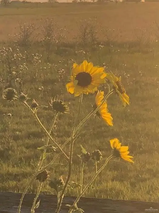 00 N Oak Knoll Street N, Edcouch, TX 78538 - Image #3