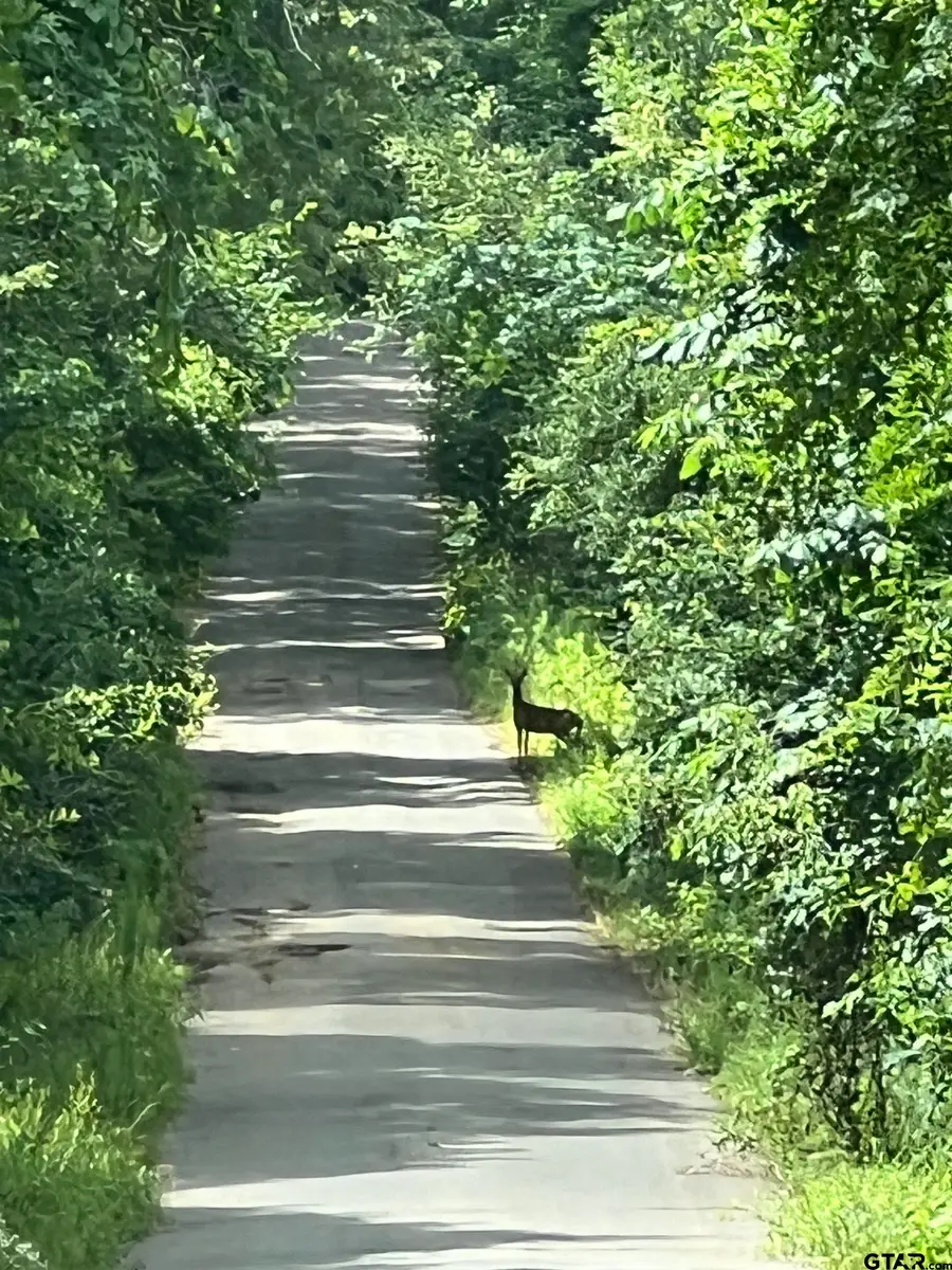 301 Bluebonnet, Avinger, TX 75630 - Image #2