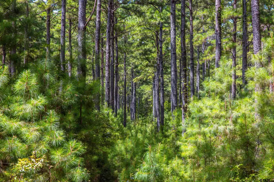 Tract 7 CR 4221, Frankston, TX 75763 - Image #2