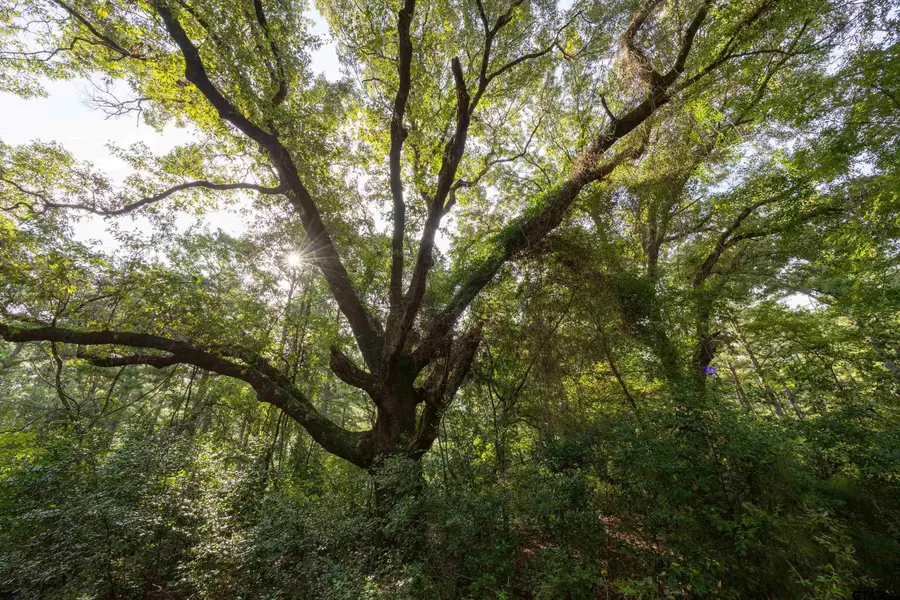 Tract 8 CR 4221, Frankston, TX 75763 - Image #3