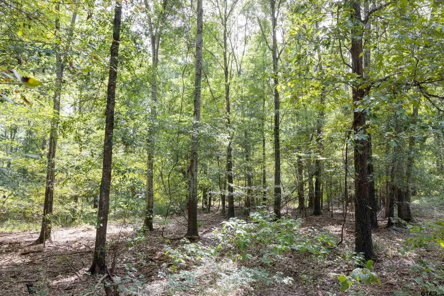 Tract 10 CR 4222, Frankston, TX 75763 - Image #2