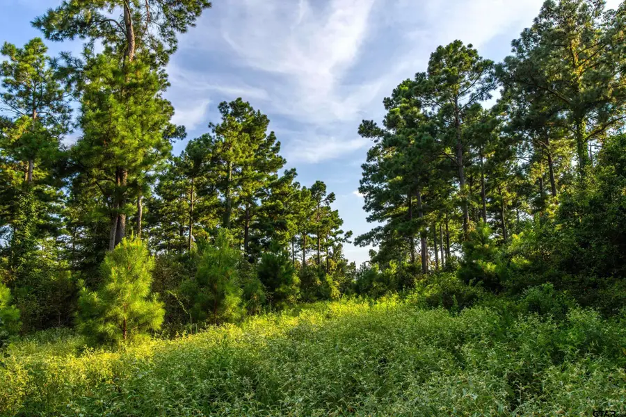 Tract 11 CR 4222, Frankston, TX 75763 - Image #3